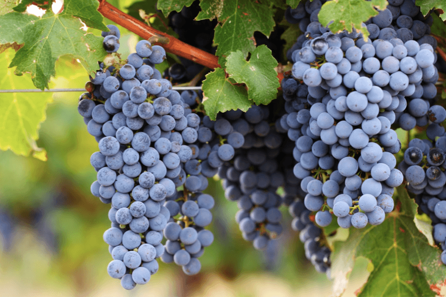 An image without an alt, whoops